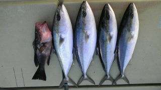 3/5 釣果