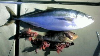 3/6 釣果