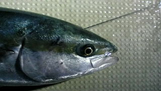 今日の魚達?