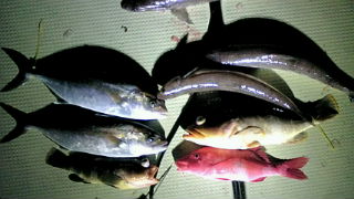 釣果