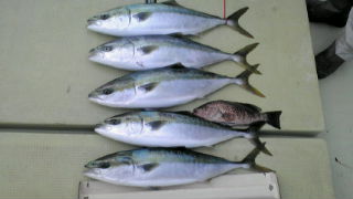 今日の釣果