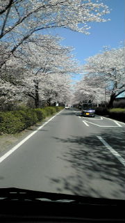 桜並木