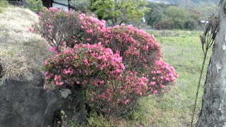 つつじ