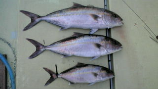 釣果は