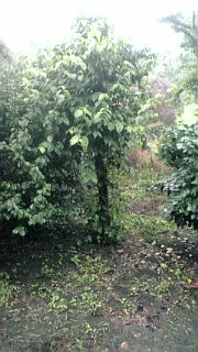 大雨