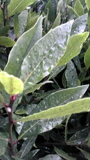 雨…