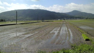 田植え