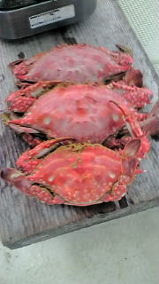 朝食