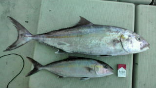 釣果