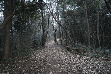 立田山