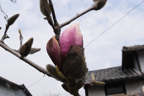 我が家も
