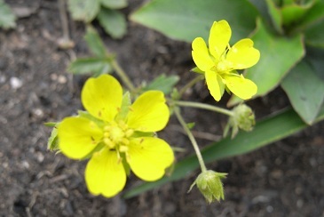 山菜採り