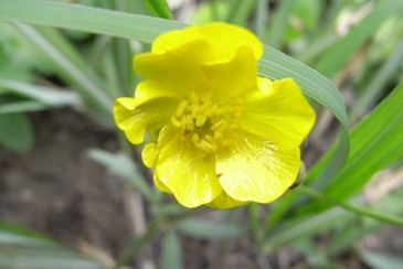 山菜採り