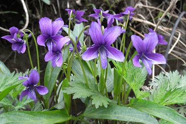 山菜採り