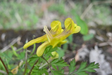 山菜採り