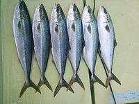 130316釣果 2013/03/16 19:26:39