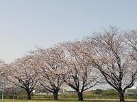 桜 2013/03/21 22:11:42
