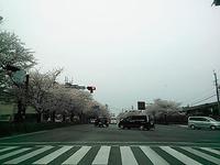 満開 2013/03/24 18:15:56