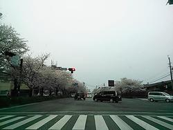 満開