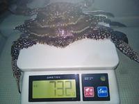 130524蟹 2013/05/25 03:16:59