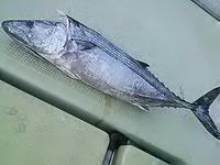 130616釣果 2013/06/16 19:58:58