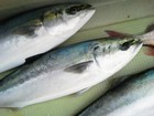 今日の魚
