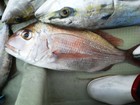 今日の魚