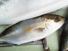 今日の魚