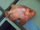 今日の魚