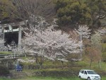 桜