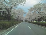 桜