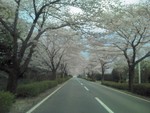 桜