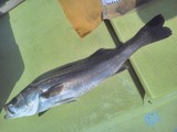 プライベート釣行