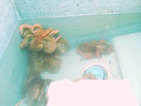 蛸釣り