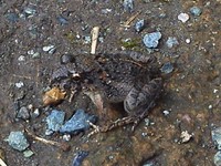 我が家の住人？ 2012/08/30 16:42:10