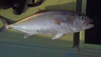 夜焚きのイカ釣り