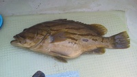 夜焚きのイカ釣り