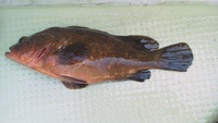夜焚きのイカ釣り