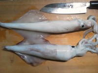 夜焚きのイカ釣り