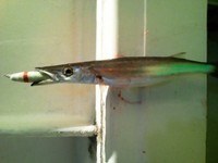 120906の釣果 2012/09/07 16:01:49