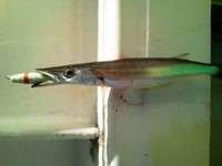 120906の釣果