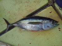120915の釣果