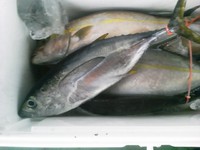120922の釣果 2012/09/22 19:37:40