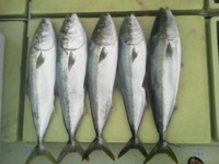 120929の釣果