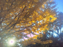 秋も終盤ですね