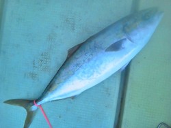 121124釣果