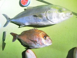 121201釣果