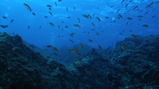海の中(宇治群島)