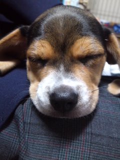 今日はお昼寝しよう!